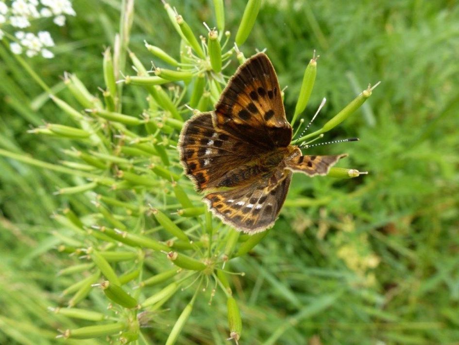 Welke vlinder is dit?